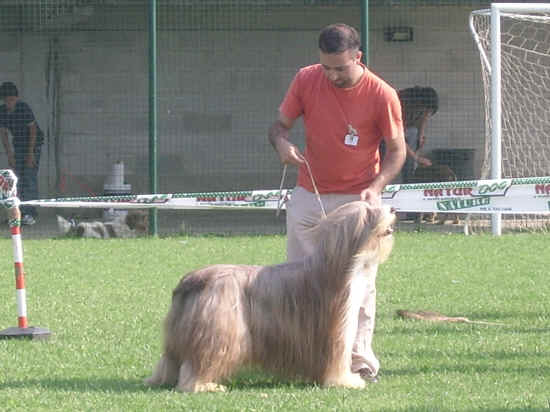 Esposizione canina di Poggibonsi 2007