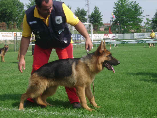 Esposizione canina di Poggibonsi 2007
