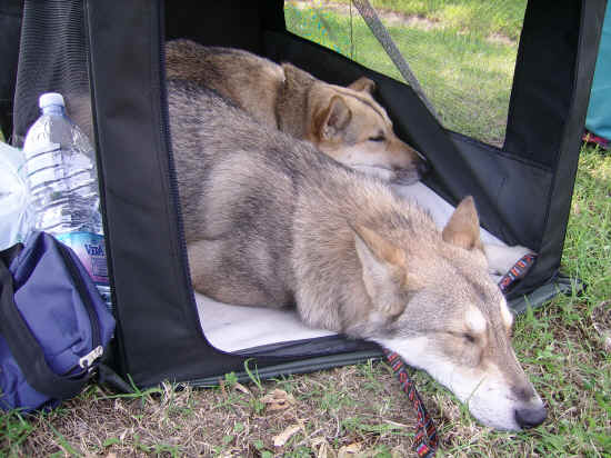 Esposizione canina di Poggibonsi 2007