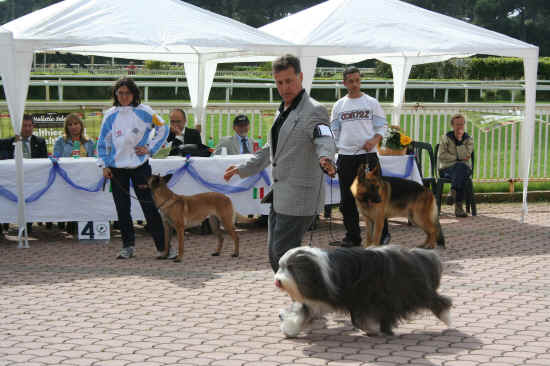 bearded collie