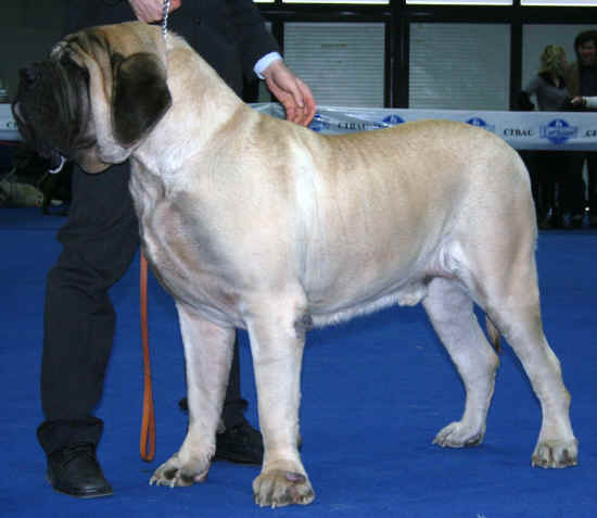 mastiff