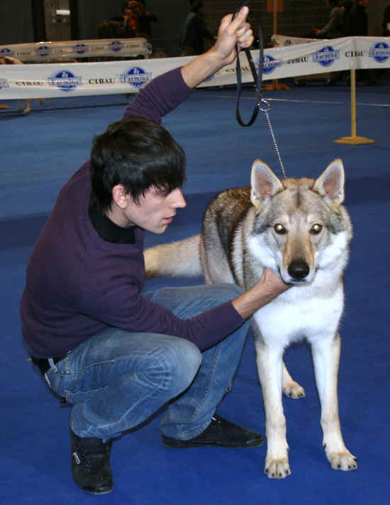 cane lupo cecoslovacco