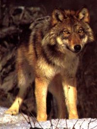 red wolf