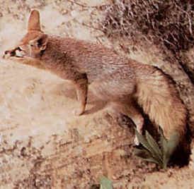vulpes cana