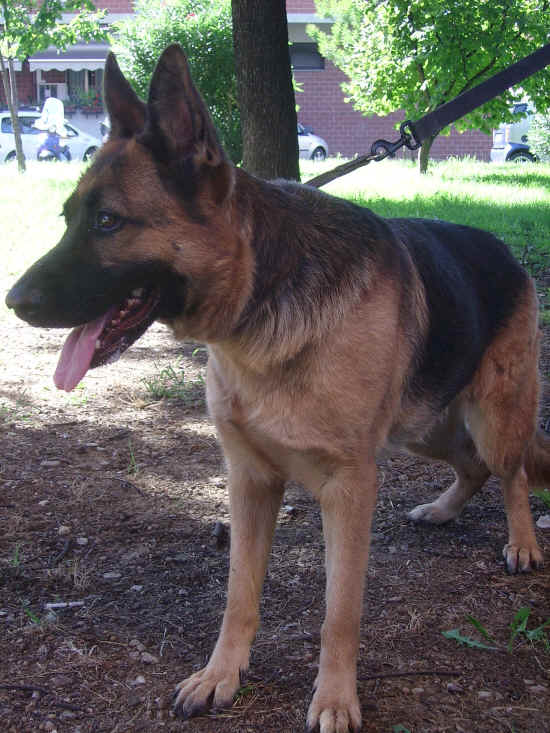 danni a terzi