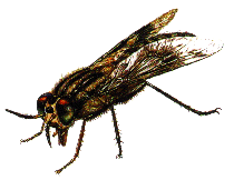 tafano