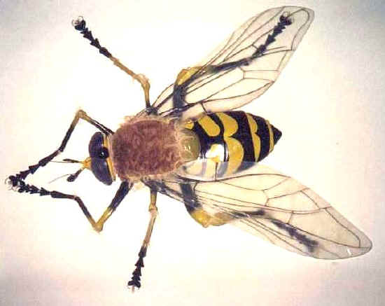 lotta biologica