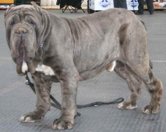 eolofeo