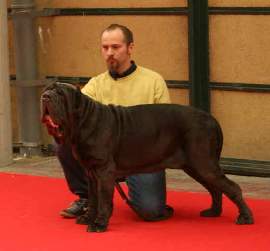 fiamma a Genova 2008