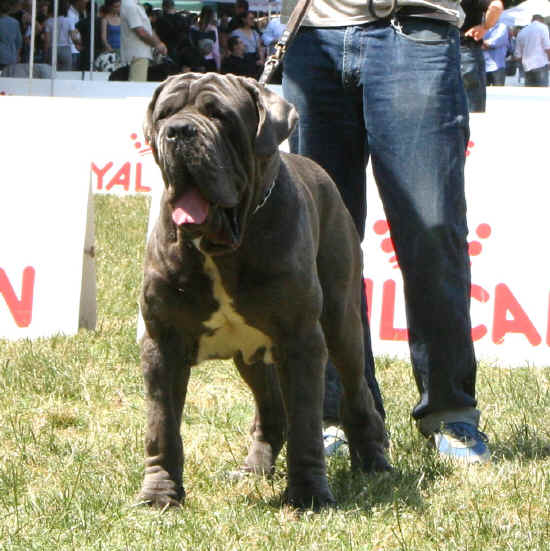 Orso Firenze 2011