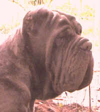 genealogia eralora