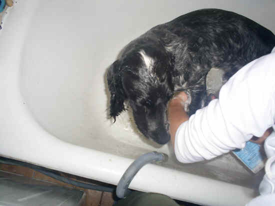 bagno