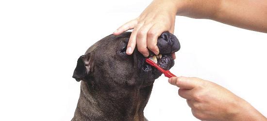 Igiene del cane