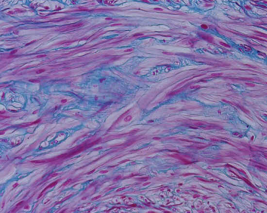 Tessuto muscolare liscio - dotto deferente - 20x