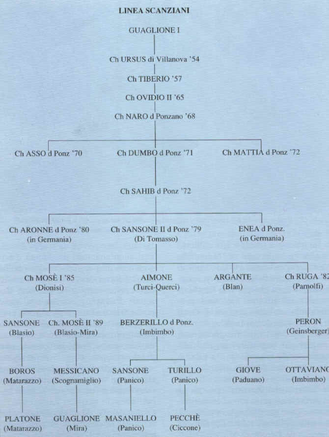 linea scanziani