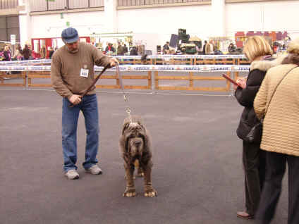 cacib Reggio Emilia