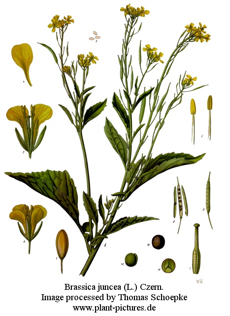 brassica juncea