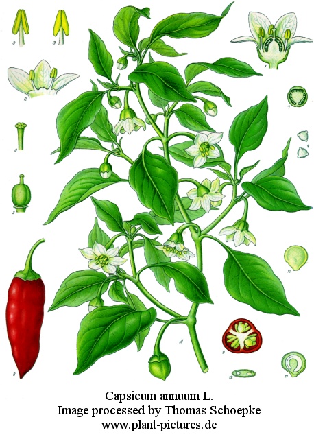 caspicum annuum