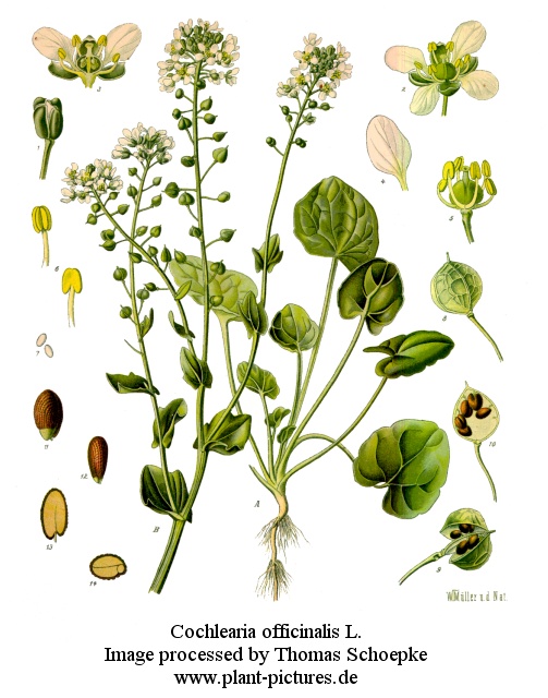 cochlearia officinalis