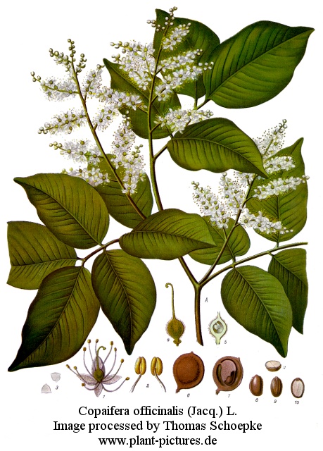 copaifera officinalis