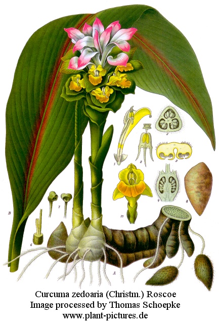 curcuma zedoaria