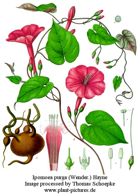 ipomoea purga