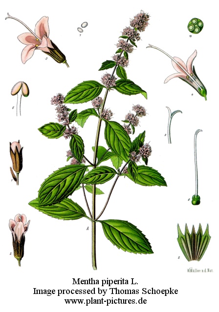 mentha piperita