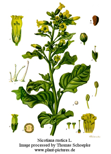 nicotiana rustica
