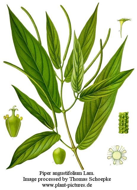 piper augustifolium