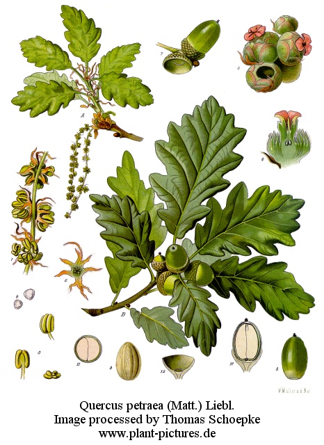 quercus petraea