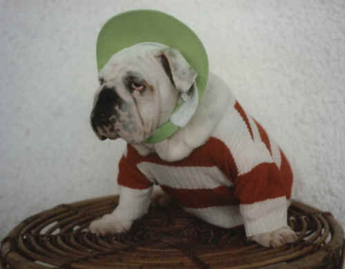 bulldog