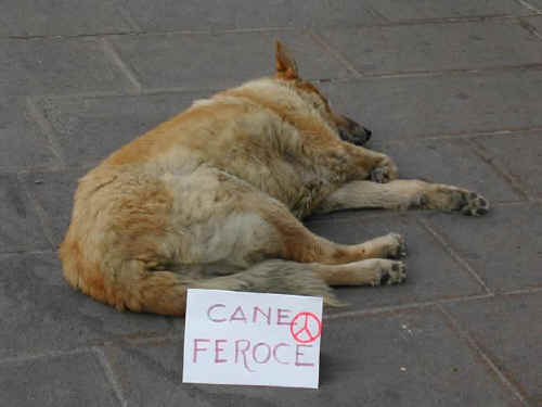 cane
