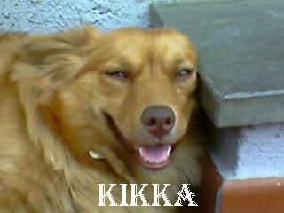 Kikka