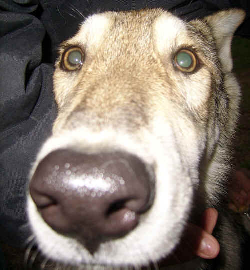muso di lupo
