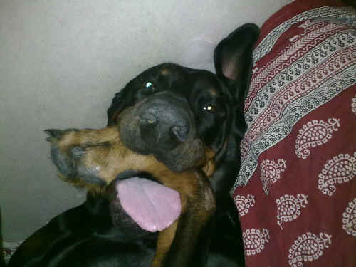 roxy
