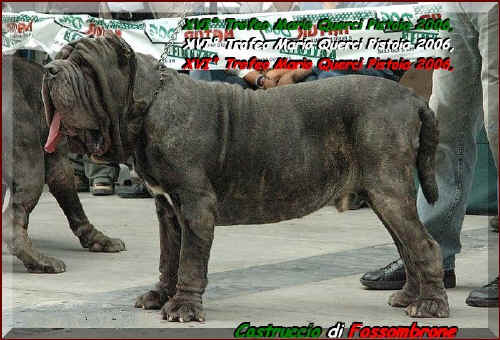 Castruccio